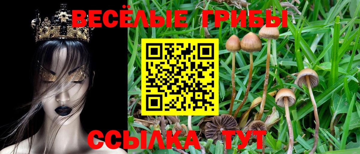 Псилоцибиновые грибы мицелий Ейск